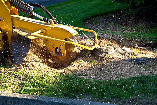 How Our Tree Care Process Works  in  Agua Dulce, TX